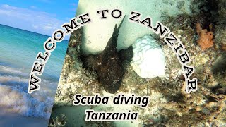 TANZANIA  Welcome to ZanZibar Lets go diving [upl. by Hgeilhsa]