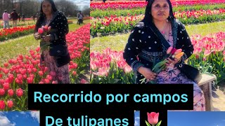 Recorrido por campos de tulipanes 🌷 [upl. by Koloski644]