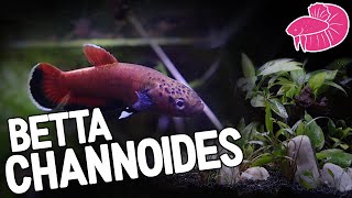 Wild Betta Channoides Unboxing and Spawning And Their New Low PH Planted Tank [upl. by Arakihc946]