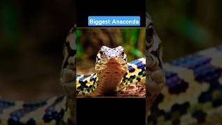 Anacondaanimalsanaconda shorts snake [upl. by Neelyam]