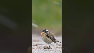 Whinchat and snow in wildlife nature birds  Film Studio Aves [upl. by Erhard]