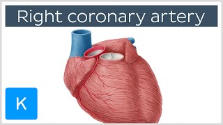 Right Coronary Artery Function  Human Anatomy  Kenhub [upl. by Jumbala]