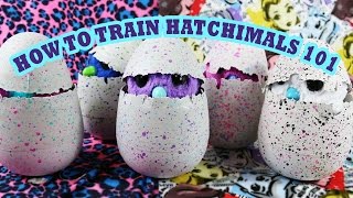 How to Train Hatchimals – Hatchimal Training 101 [upl. by Vyner353]