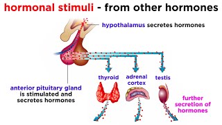 The Endocrine System [upl. by Ettenyar905]