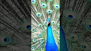 Peafowl Bird Sounds  Beautiful Peacock Calls and Stunning Visuals [upl. by Corel]