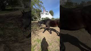 My horse walks with sidewinder syndrome Neurological causes of sidewinder in older horse [upl. by Tierell120]