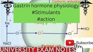 gastric hormone physiologyaction of gastrin hormonemedicoscontent3135 [upl. by Grae494]