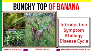 Bunchy Top of Banana Introduction Symptom Etiology Disease Cycle Banana Bunchy Top Virus PHF [upl. by Oba223]