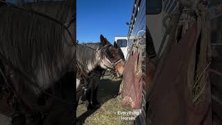 Before plowing horse plowing farming ploughing [upl. by Lorrimor]