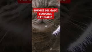 ¡Bigotes de Gato Sensores Naturales curiosidades gatos [upl. by Tillman818]