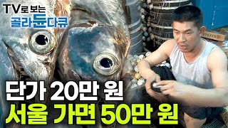 낚싯줄 한 가닥에 잘게 썬 꽁치 미끼 매달아 장장 51km 성질 더러운 갈치와의 한판 승부｜제주 앞 바다 동중국해 29톤 해광호｜2008 만선 갈치 잡이｜극한직업｜골라듄다큐 [upl. by Emelun863]