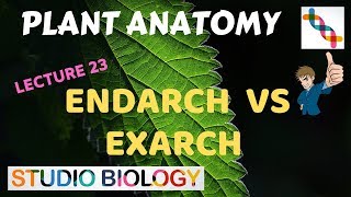 Plant Anatomy 23  Endarch vs Exarch conditions [upl. by Arhas730]