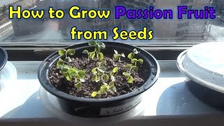 Growing Passion Fruit from Seeds passiflora edulis [upl. by Shabbir479]