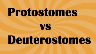 Biology Protostomes vs Deuterostome [upl. by Irrehc]