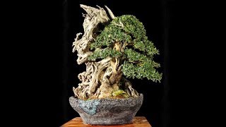 Wild Olive Bonsai quotGod of Firequot by Andrea Albergo Olea Oleaster [upl. by Mandy]