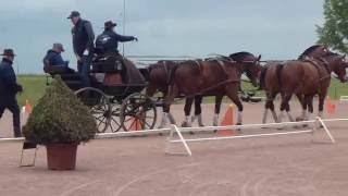 Festival du Franches Montagnes MODAVE Elevage du Fays Jean ETIENNE 15052016 [upl. by Vernice]