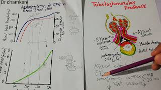 Tubuloglomerular Feedback  Juxtaglomerular complex  Renal system lec 75 [upl. by Eruot]