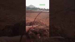 spk cowdung intercroping jeevamirtham ganajeevamirtham multicrop cow soil [upl. by Athenian]