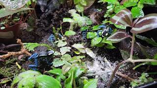 Dart Frog feeding [upl. by Retseh]