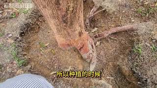 EP 134 榴莲苗种太深长大怎么调整？How to adjust durian seedling that is planted too deep [upl. by Yacov]