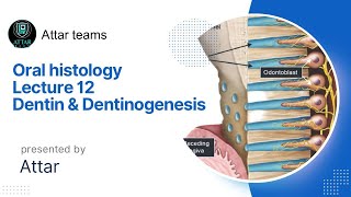 Dentin amp dentinogenesis  Oral histology  Lec 12  كل ما يخص الدنتين [upl. by Braswell920]