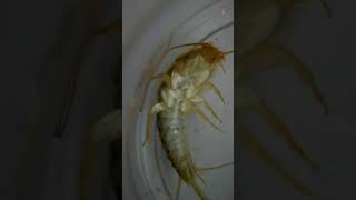 Exploring Silverfish under a Microscope [upl. by Primalia]