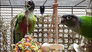 conure parakeet sounds for lonely birds to make them happy [upl. by Attelrahs]