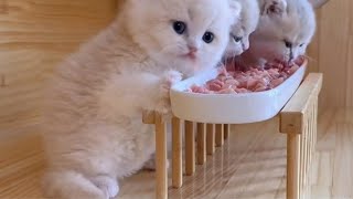 Cutest Baby And Little Cat videos  Newborn Baby Cat And Kitten  New Baby Cat Video Compilation💖 [upl. by Alber]