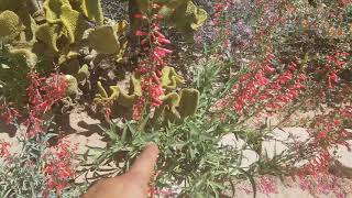 Differences between Penstemon centhranthifolius and Penstemon eatonii [upl. by Beffrey]