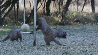 Mongoose Species Banded Mongoose Dwarf Mongoose Mongooses [upl. by Tuck]