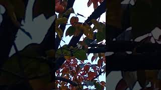 Pianta di cachi maturi in collina plants plant tree nature shorts trees piante fruit asmr [upl. by Kliment]