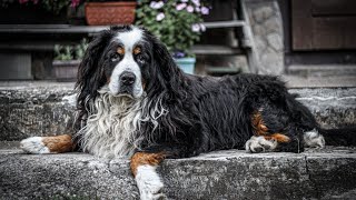 How do you groom a Bernese Mountain Dog s coat [upl. by Aenaj755]