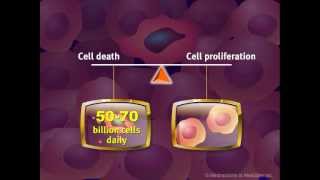 Introduction to Cancer Biology Part 2 Loss of Apoptosis [upl. by Malorie290]