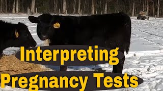 How we Interpret the pregnancy tests in the herd [upl. by Nedry118]