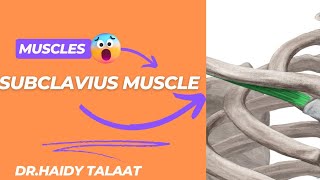 Subclavius Ms  anatomy of upper limb [upl. by Goldi]