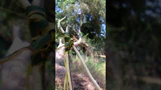 Gancho improvisado en el campo para cosechar plantas campo rancho naturaleza gancho [upl. by Ahsiened]