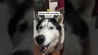 cachorro falando italiano pra mim é novidade 🗣️ [upl. by Nylareg67]