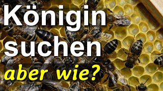 Königin suchen aber richtig Finden der BienenKönigin mit der Wegstellmethode ohne Sieben aber wie [upl. by Hamil]