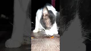 the Black White Cat  a male cat who mates2 😉😀🙏 Okt92024 cat cats short shorts shortvideo [upl. by Ayr]