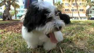 Dogs 101 Havanese [upl. by Dorr661]