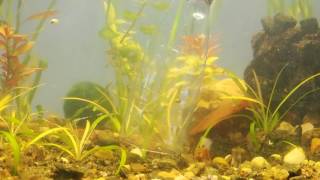 kaip išvalyti akvariumo dugnąCleaning the aquarium bottomочистка дна аквариума [upl. by Niatsirk]