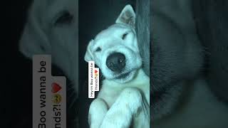 dog puppy petlovers dogowner doglife petlover petowner cute lovablepets doglover [upl. by Harrie]