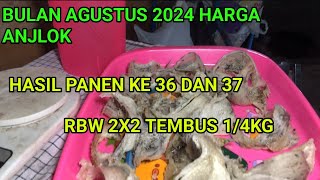 Rbw 2x2 tembus 14 KG Harga sarang walet Agustus 2024 [upl. by Lewan]