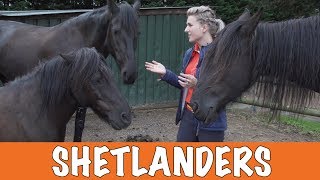 Voor en nadelen van Shetlanders PaardenpraatTV [upl. by Aseeram243]