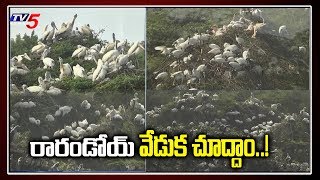 Flamingo Festival 2020 in Sullurpet in Nellore  flamingo birds  TV5 News [upl. by Llevron]