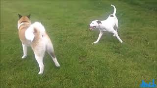 American Akita vs pitbull [upl. by Key]