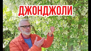 Клекачка колхидская Staphylea colchica Сьедобная красота  Игорь Билевич [upl. by Enyluqcaj949]