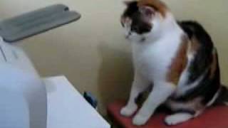 cat vs printer with sound effect [upl. by Arleen]