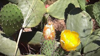 Prickly pear cactus opuntia flower bloom time lapse [upl. by Alemrac]