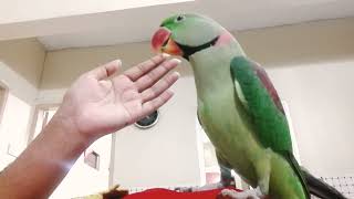 Beautiful Parrot Talking  Alexandrine Parrot [upl. by Leumas]